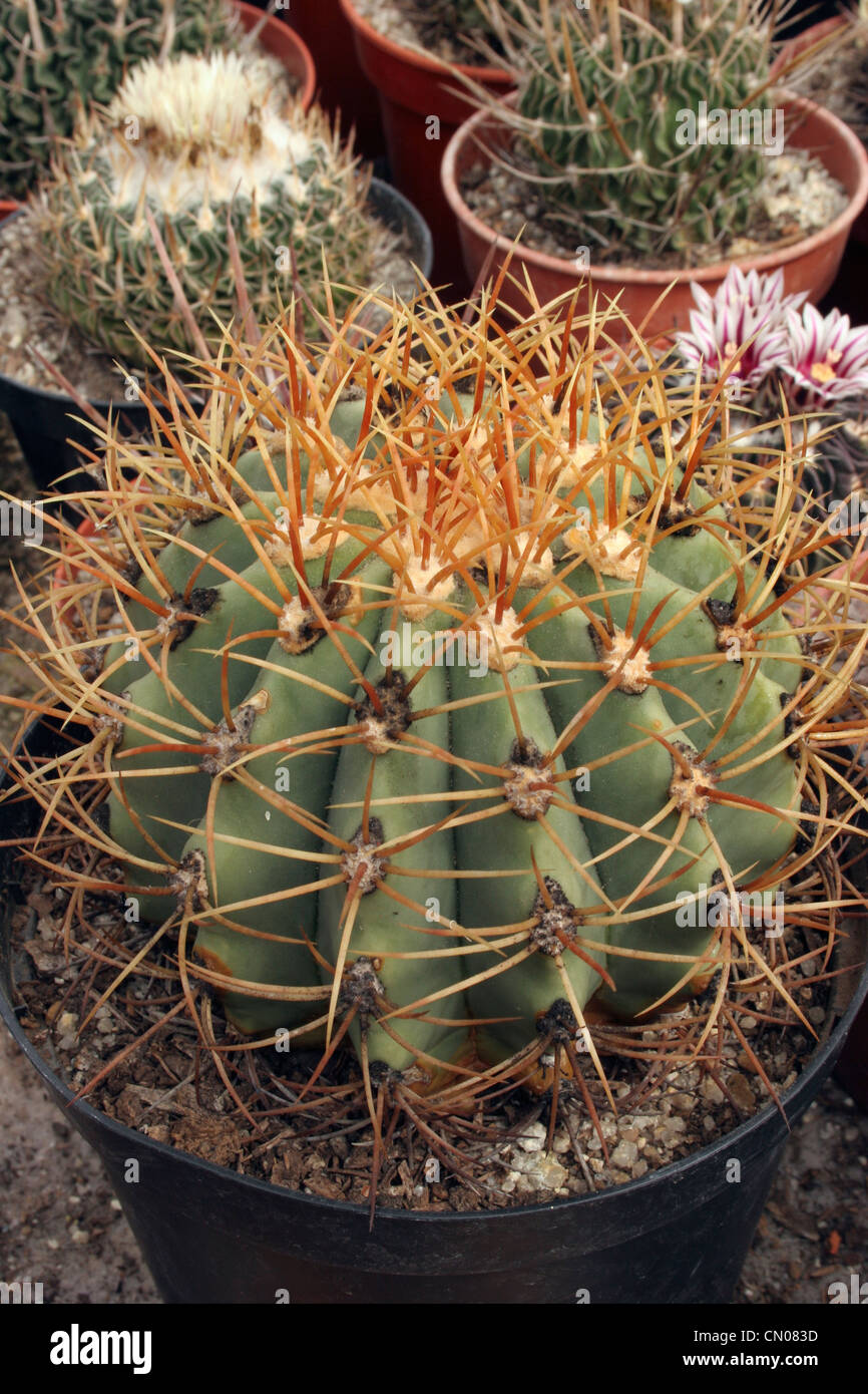 Cactus (Ferocactus diguetii) grown from seed from Isla Monserrat, Baja California, Mexico, Lau 057. Stock Photo