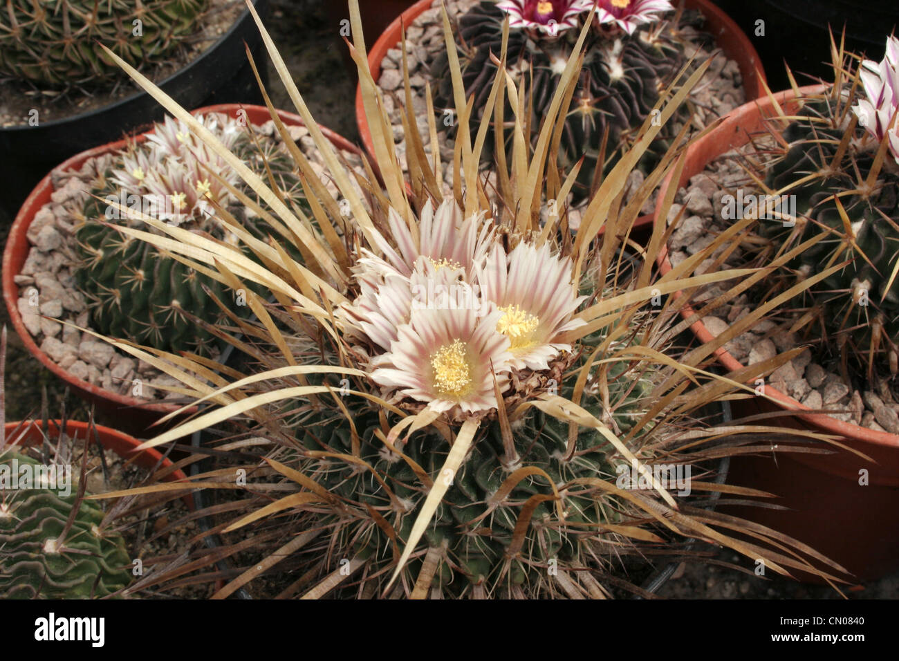 Cactus (Stenocactus lloydii) grown from seed collected west of Ascension, Nuevo Leon, Mexico. Stock Photo