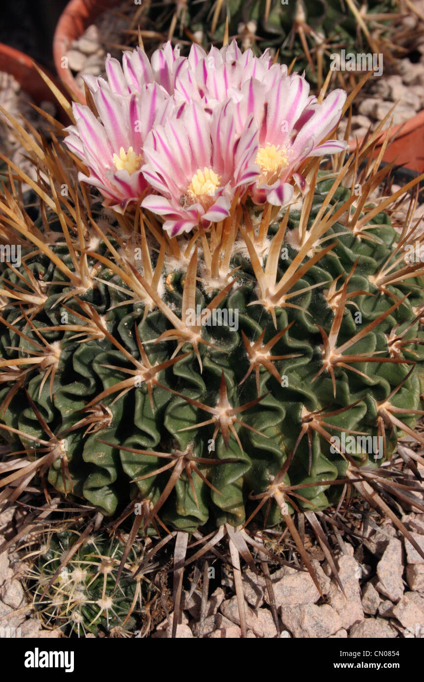 Cactus (Stenocactus species) grown from seed from Ixmiquilpan, Hidalgo, Mexico. Stock Photo