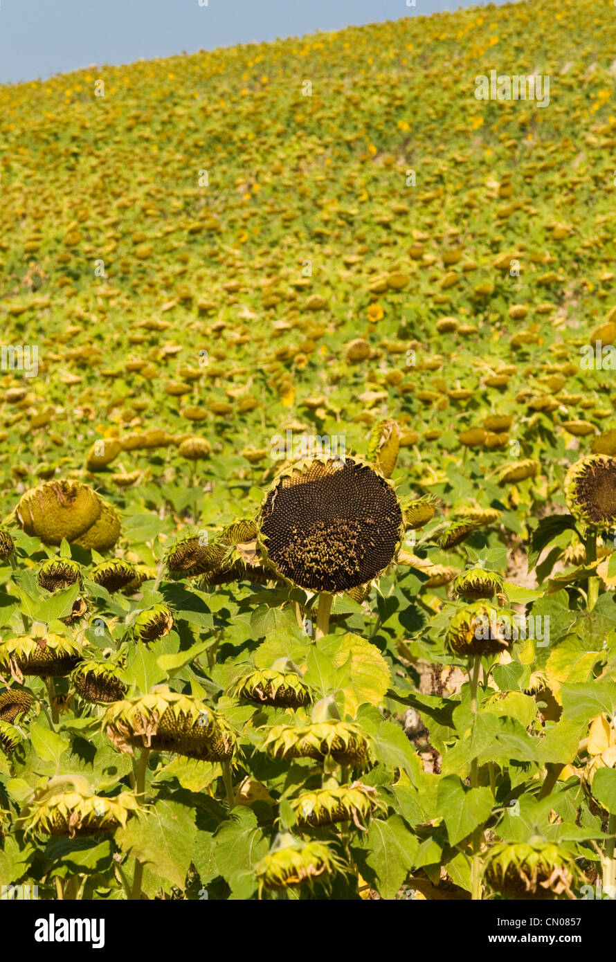 Sunflower Field in Autumn, Tuscany, Italy Stock Photo - Alamy