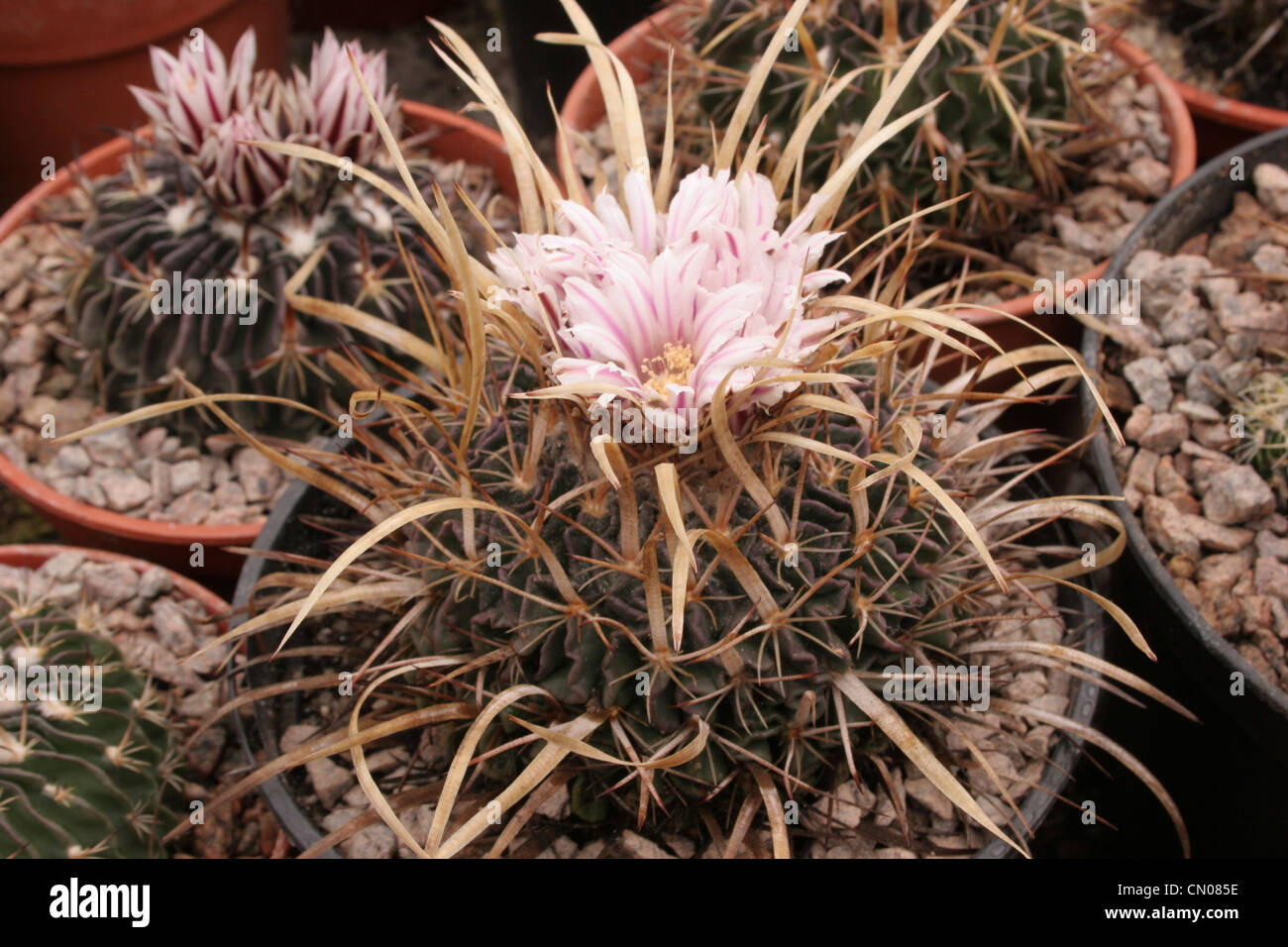 Cactus (Stenocactus erectocentrus) grown from seed collected east of Matehuala, San Luis Potosi, Mexico. Stock Photo
