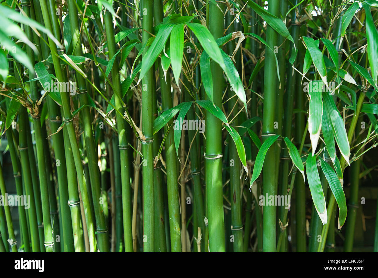 Plants; Tree; Bamboo. Semiarundinaria Fastuosa. Stock Photo