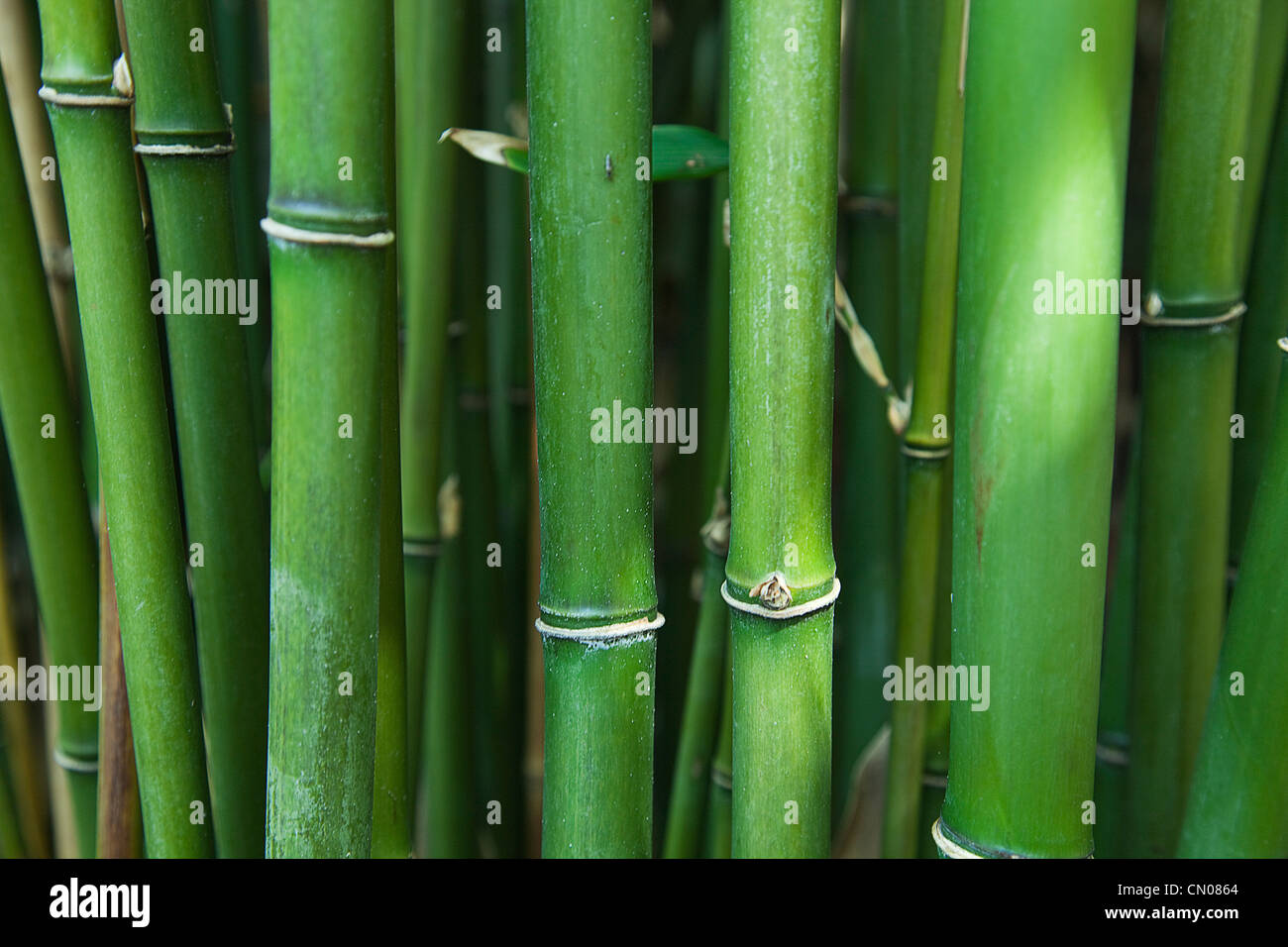 Plants; Tree; Bamboo. Semiarundinaria Fastuosa. Stock Photo