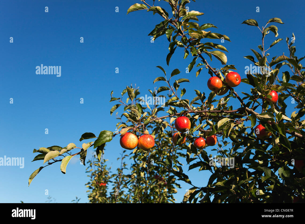 Fruit, Apple, Royal Gala apples growing on the tree in Grange Farms