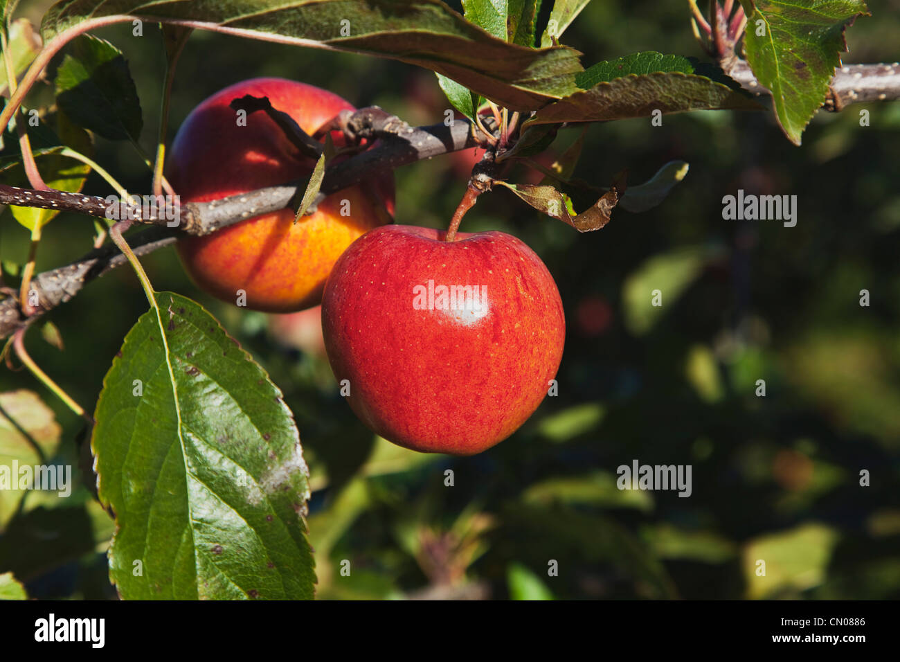 Fruit, Apple, Royal Gala apples growing on the tree in Grange Farms