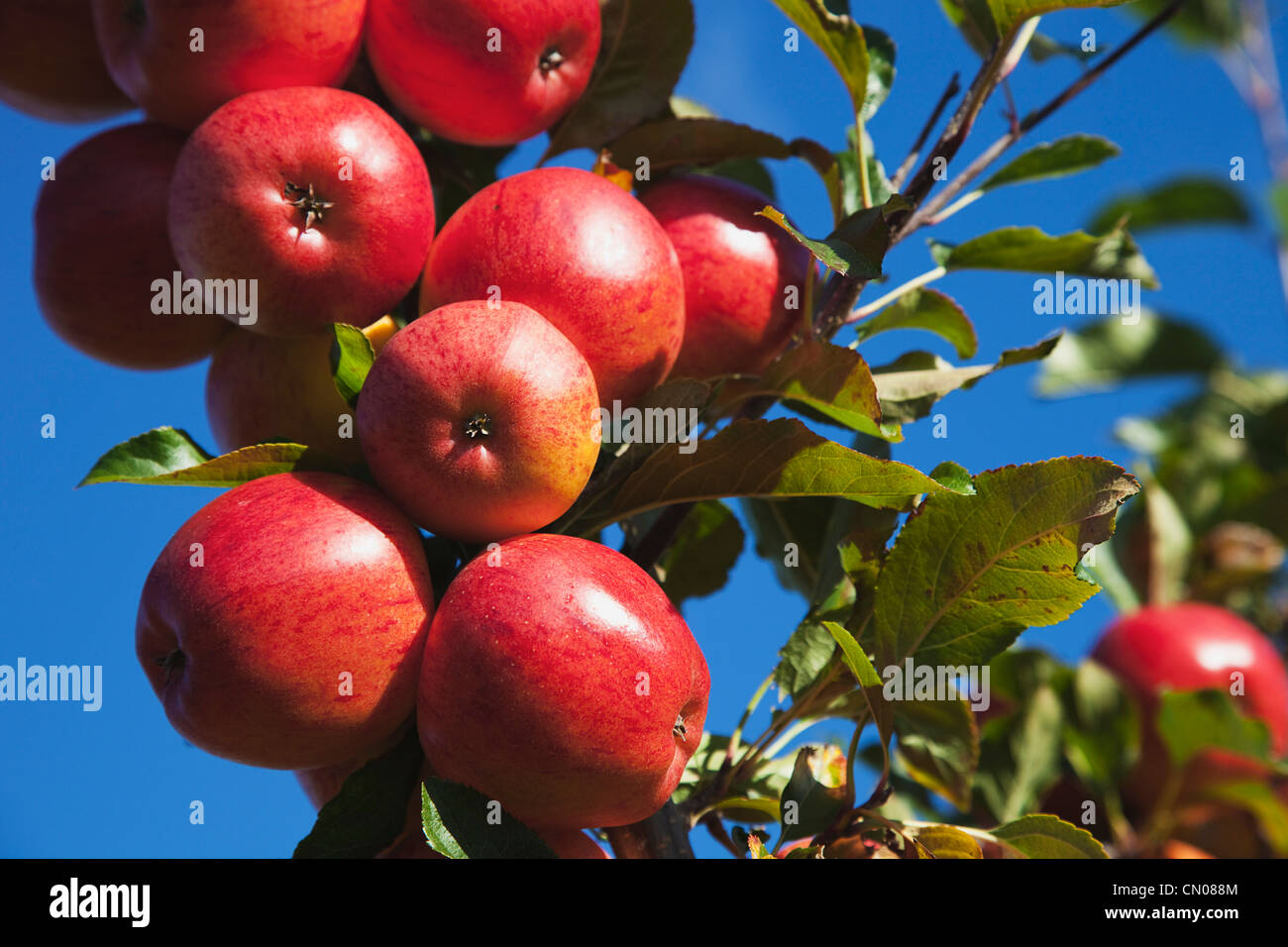 Fruit, Apple, Royal Gala apples growing on the tree in Grange Farms