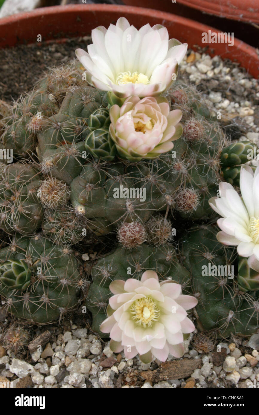 Cactus (Gymnocalycium andreae svecianum), vegetative propagation from Piltz 172 from El Condor-Copina, Argentina. Stock Photo