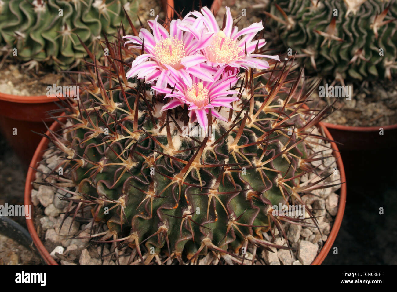 Cactus (Stenocactus dichroacanthus) from seed from San Miguel de Regla, Pachuca, Hidalgo, Mexico. Stock Photo