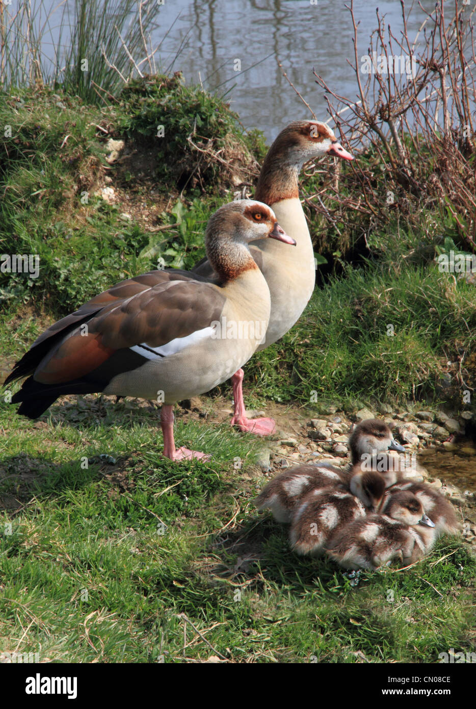 Egyptian Duck pair with chicks Stock Photo