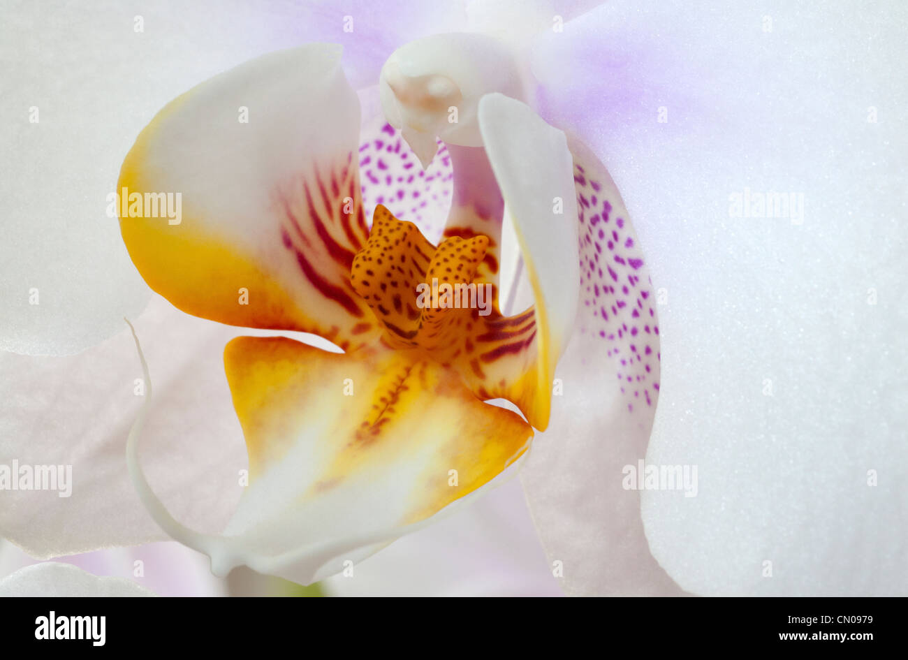 Orchidaceae,  Phalaenopsis. Macro photograph of magnificent, single, white orchid bloom Stock Photo