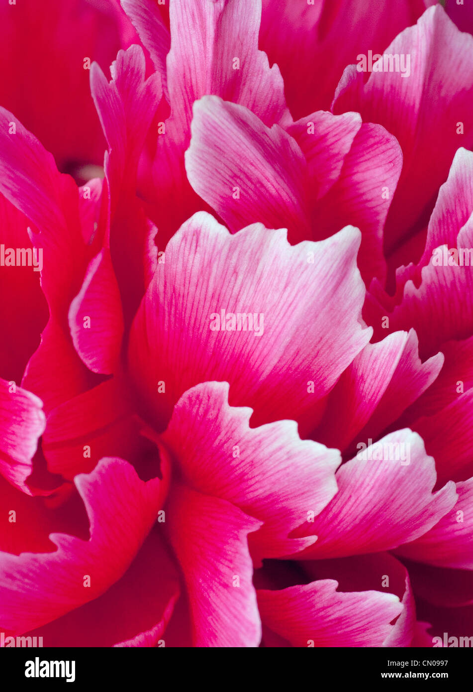 Macro photograph of beautiful pattern of peony petals, with strong design element in the flowing petals Stock Photo