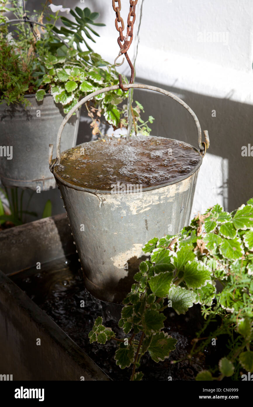 Metal bucket plants hires stock photography and images Alamy