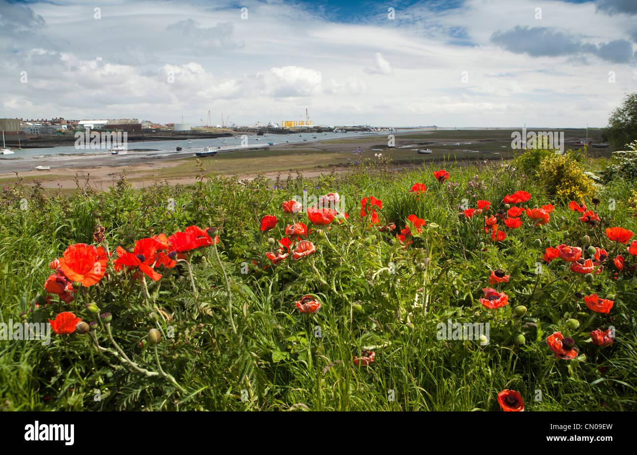 UK, Cumbria, Barrow in Furness, poppies growing on banks of Walney Channel Stock Photo