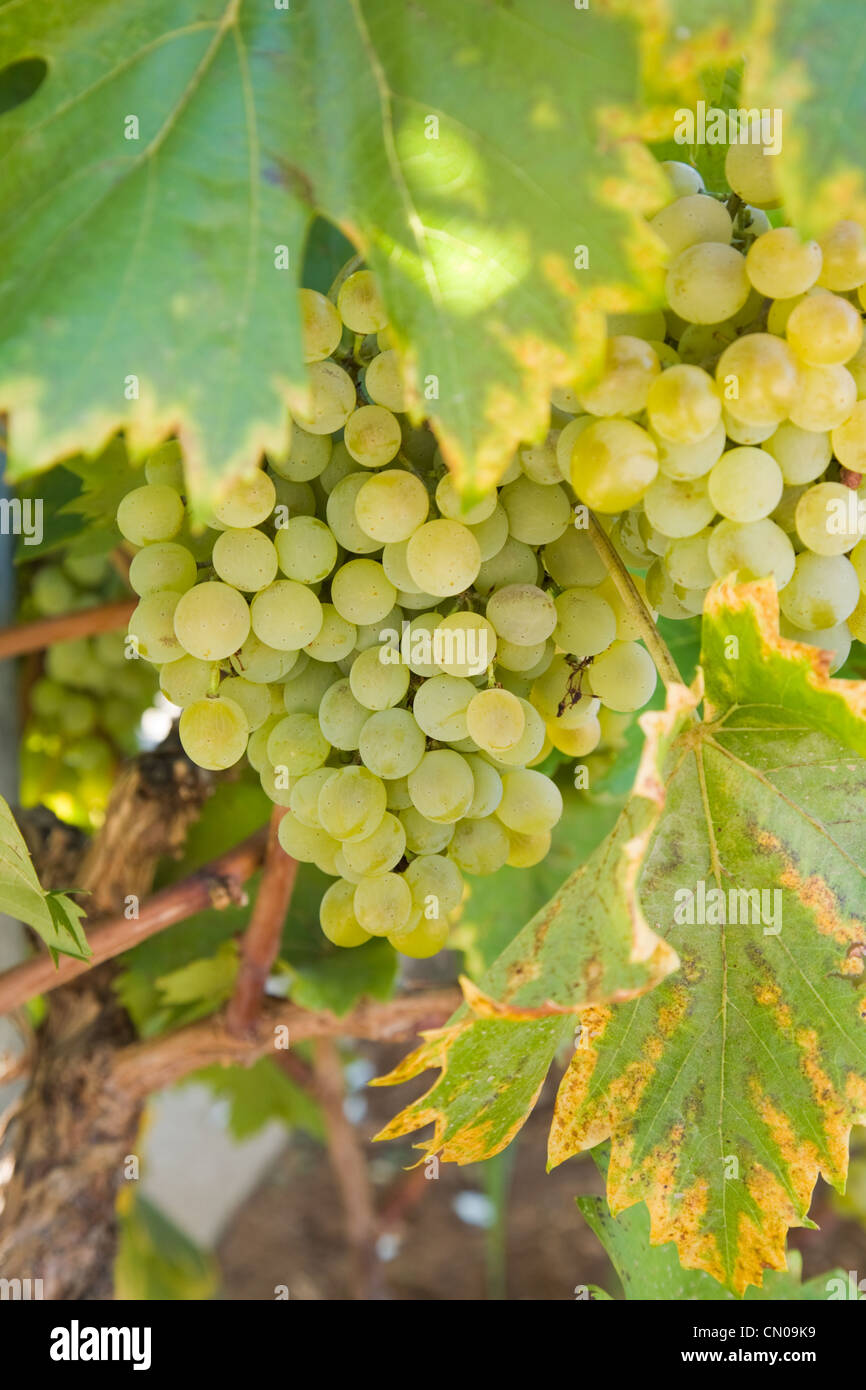 growing green grapes Stock Photo Alamy