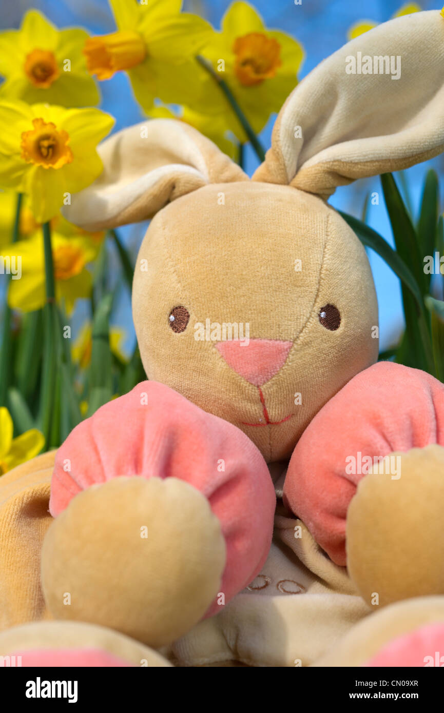 Easter bunny sitting on grass among daffodils Stock Photo - Alamy