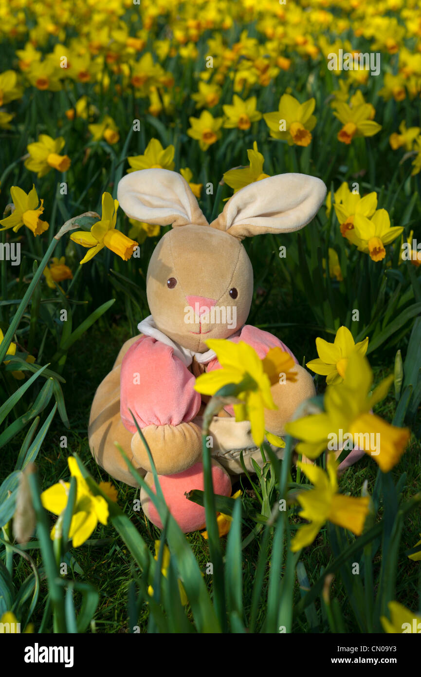 Easter bunny sitting on grass among daffodils Stock Photo - Alamy