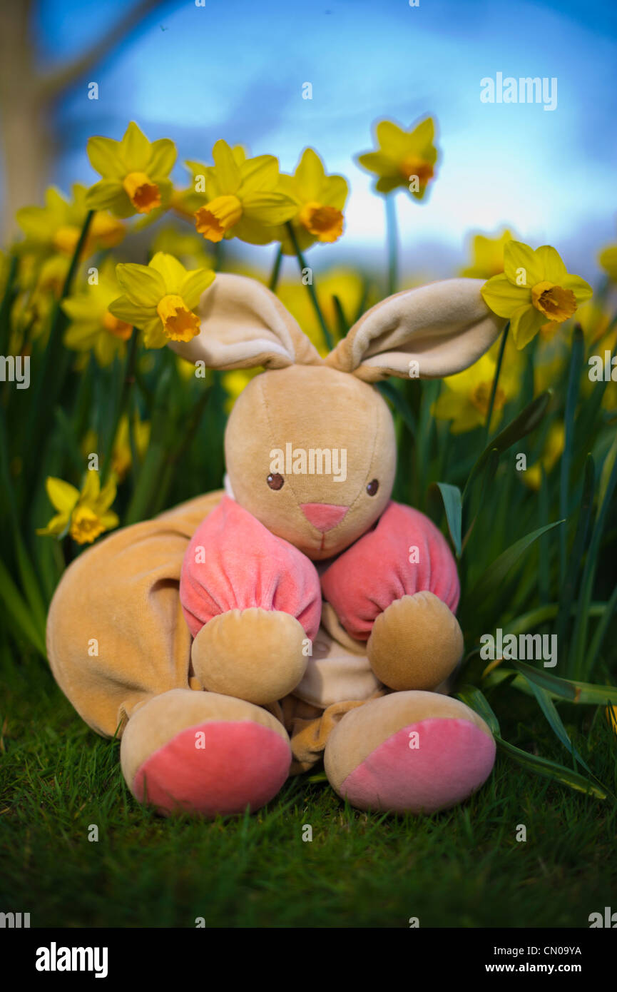 Easter bunny sitting on grass among daffodils Stock Photo - Alamy