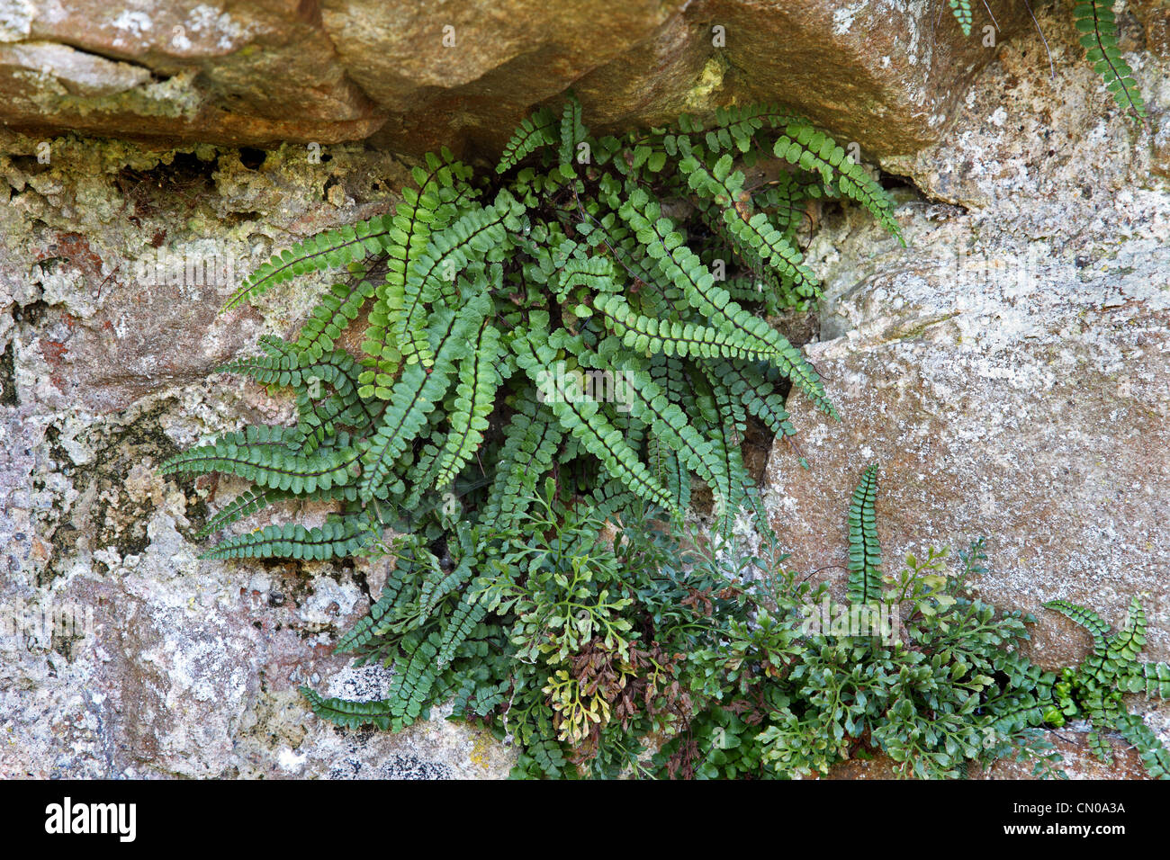 Maidenhair Spleenwort Fern Asplenium trichomanes Teesdale County Durham UK Stock Photo