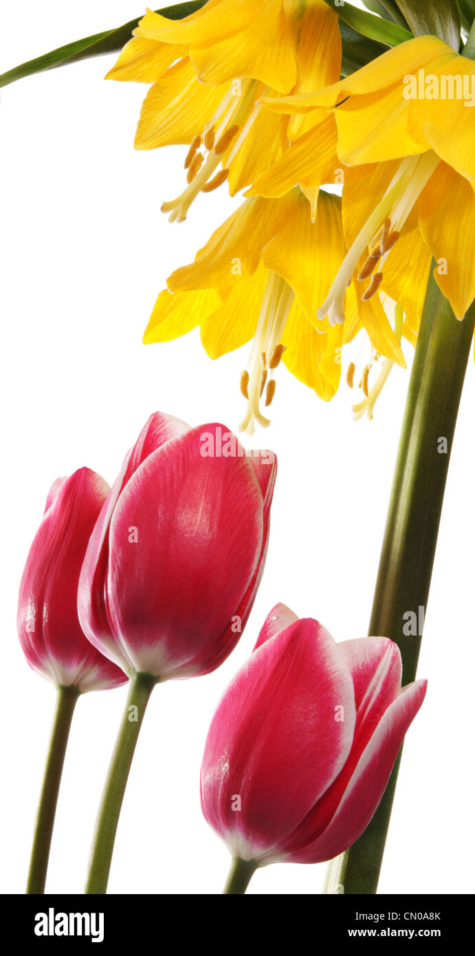Pink tulips and Fritillaria imperialis Stock Photo
