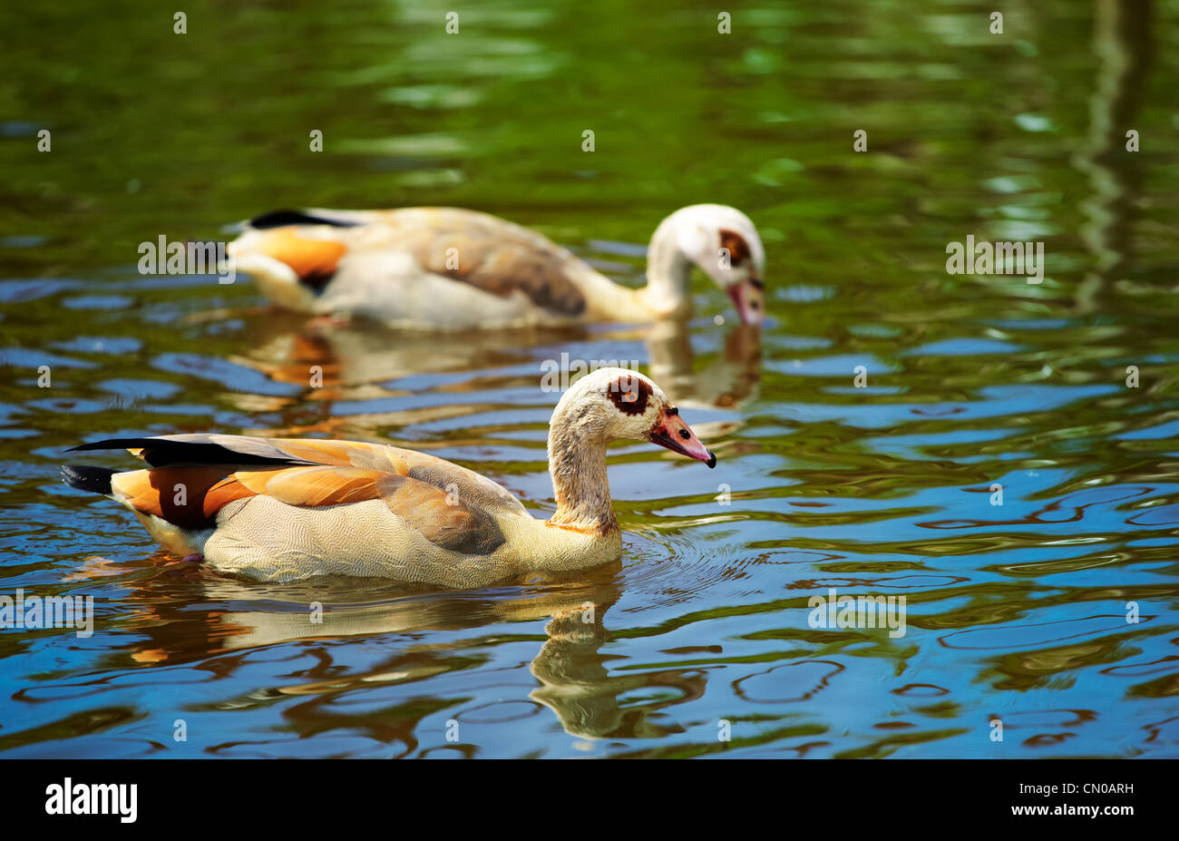 Pair of Egyptian Goose (Alopochen aegyptiacus) on a small lake in summer. Stock Photo