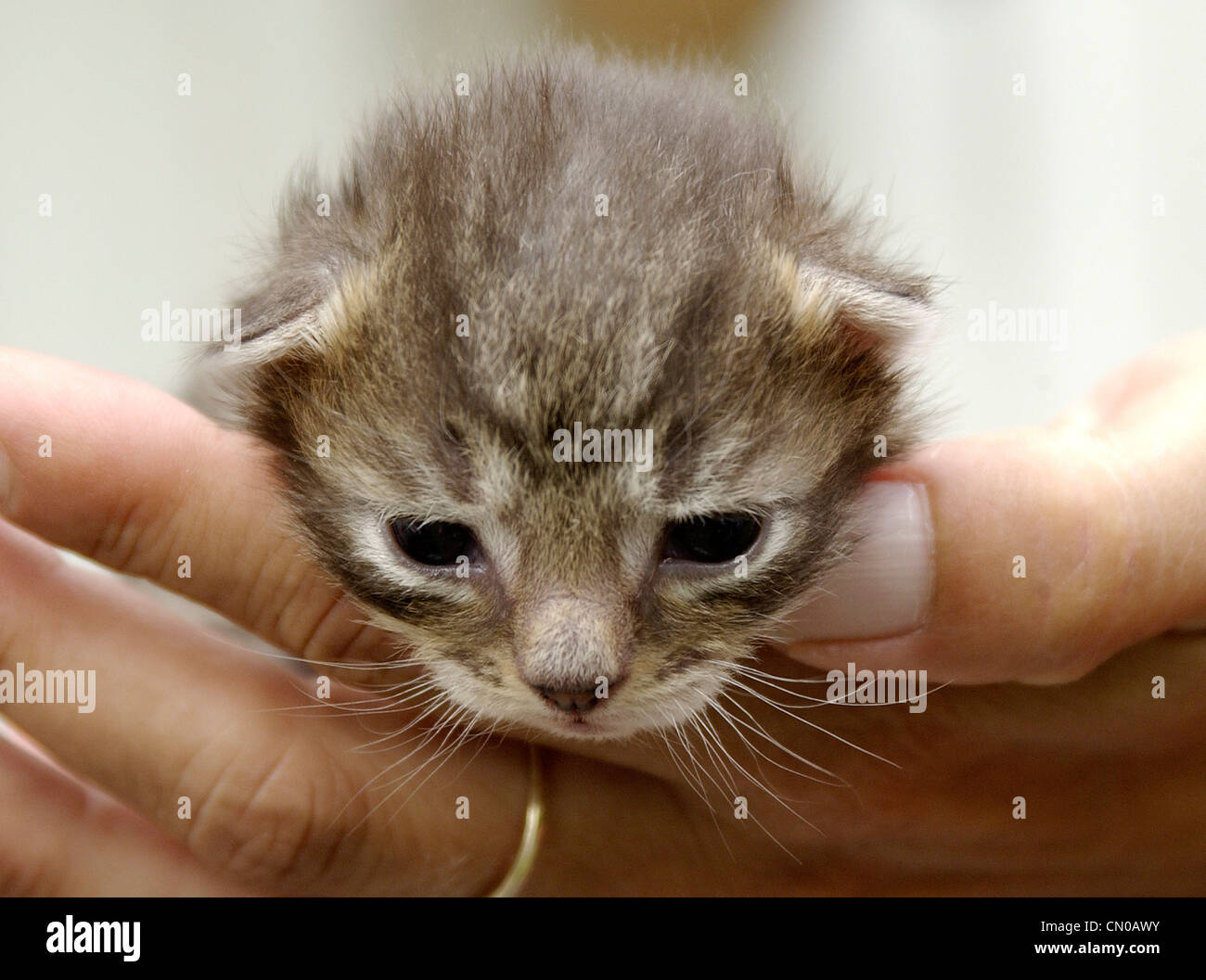 One week old kitten in hand Stock Photo Alamy