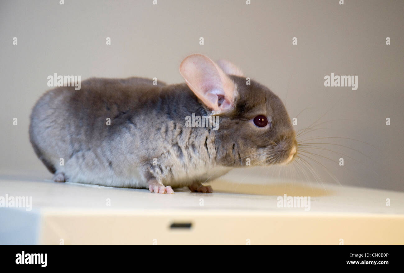 Chinchilla Stock Photo - Alamy