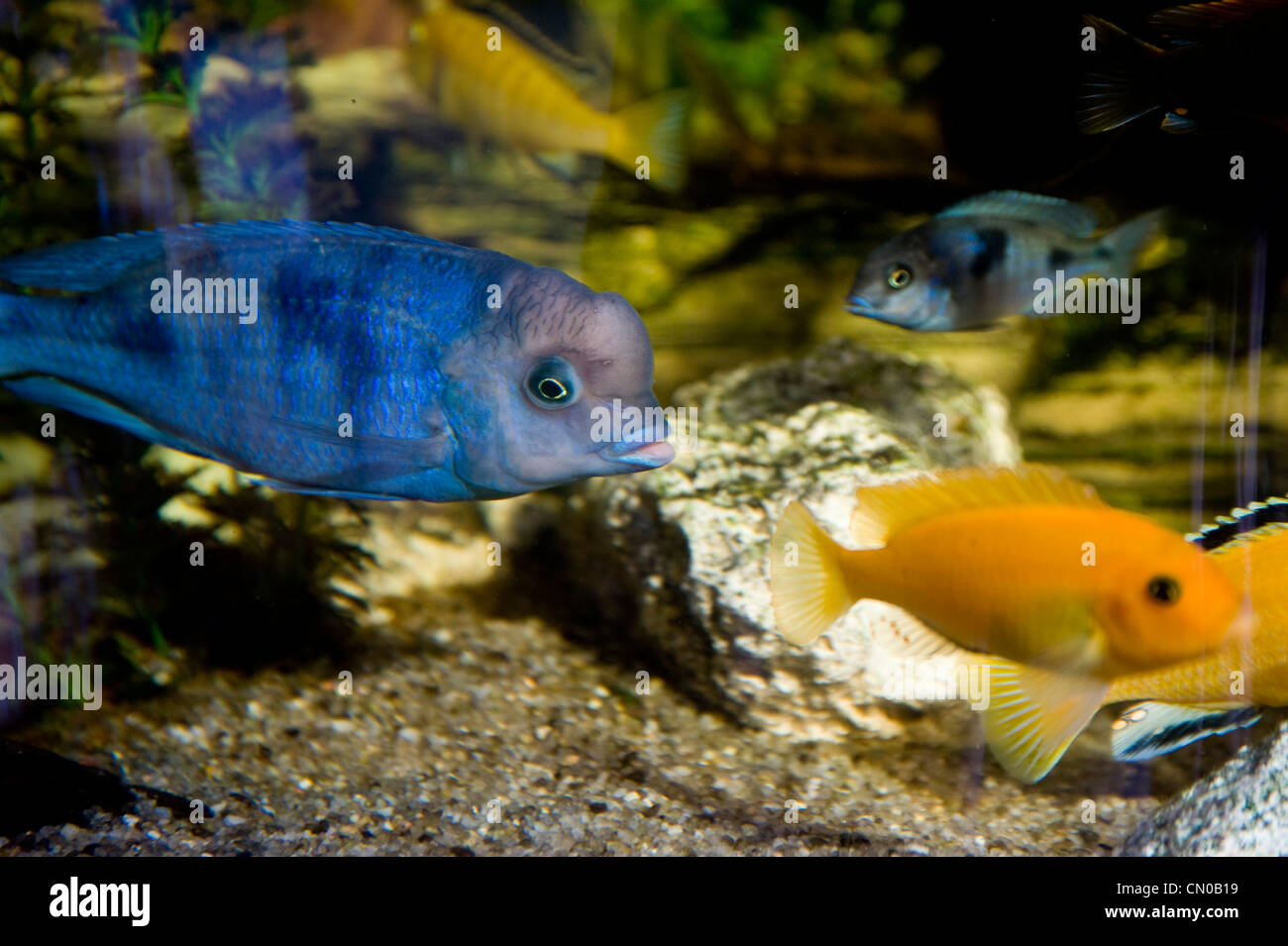 Fish Lips Stock Photos & Fish Lips Stock Images Alamy