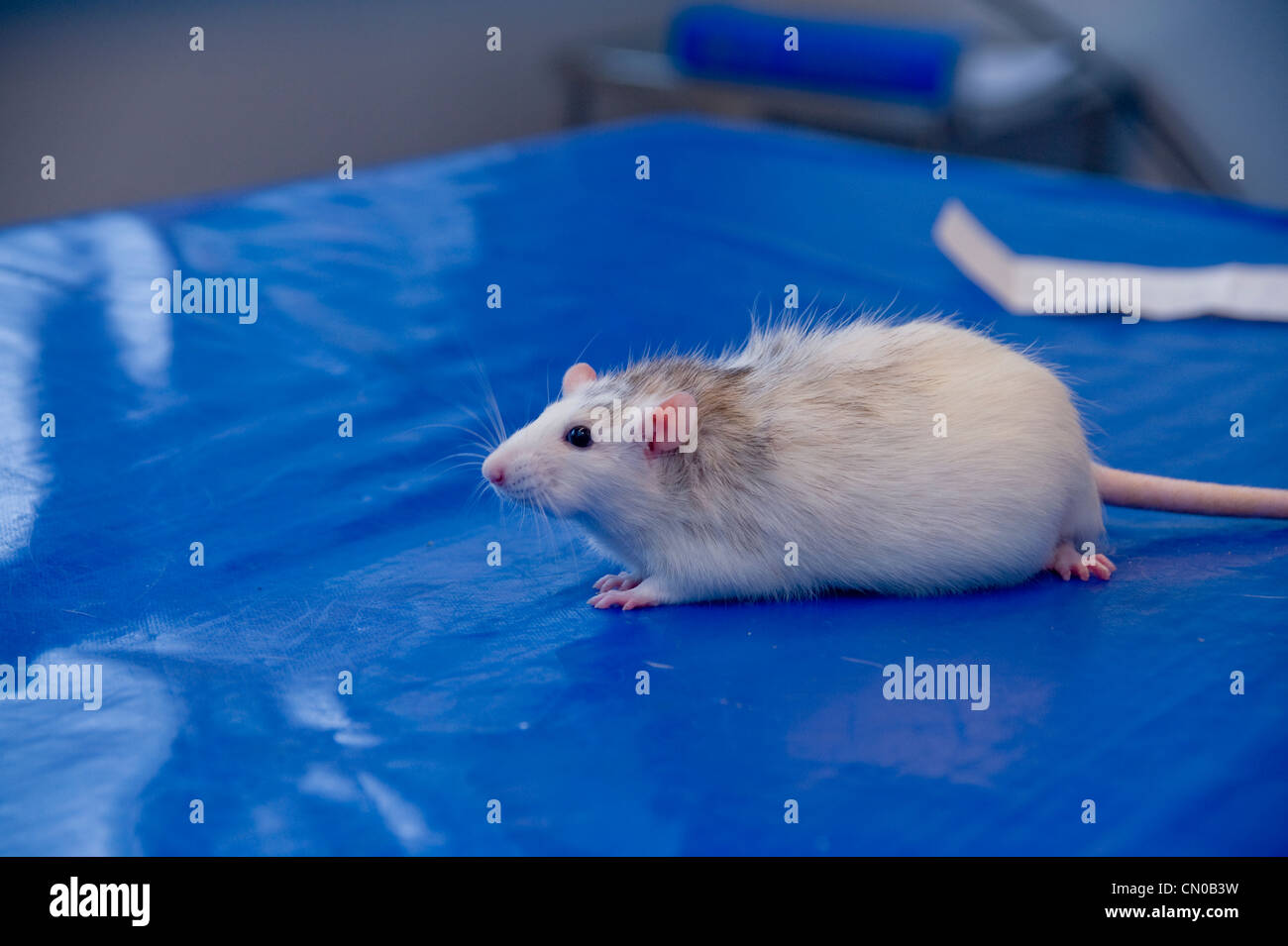 Rats veterinary clinic hires stock photography and images Alamy