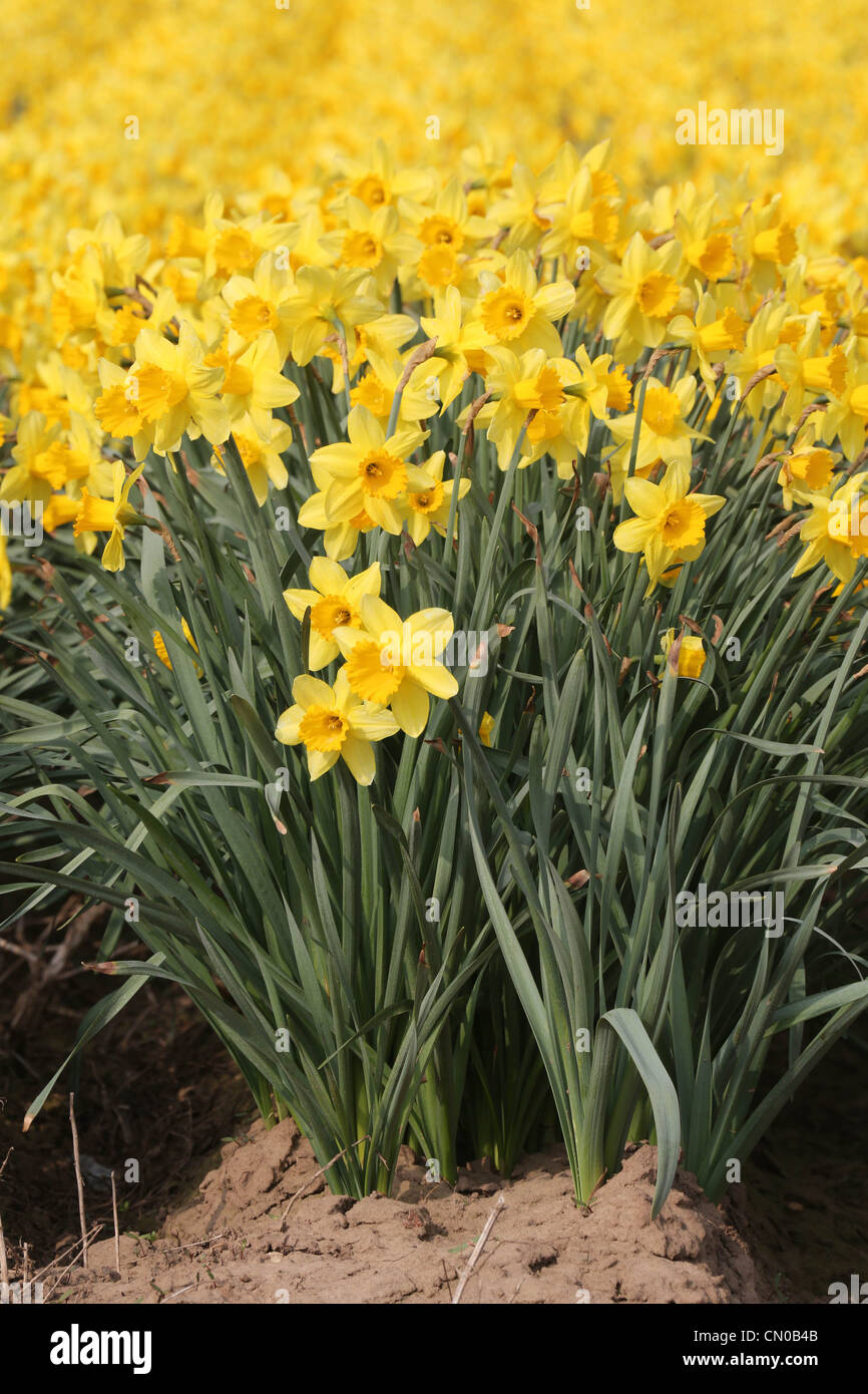 31.3.2012 Daffodils being grown on a commercial scale in the Lincolnshire Fens. Stock Photo