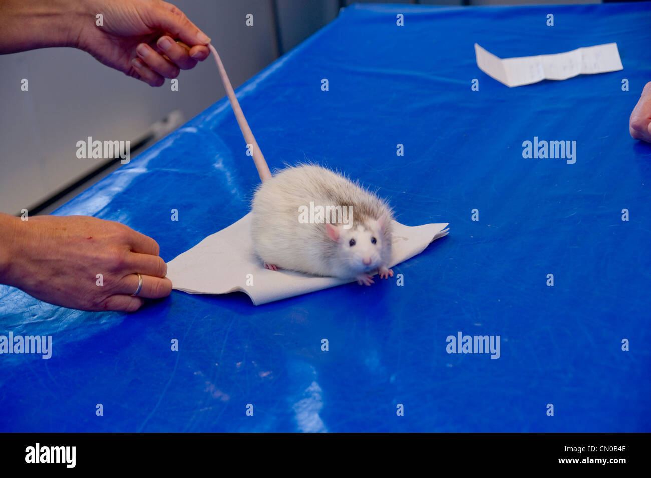 Pet rat at the vets Stock Photo Alamy