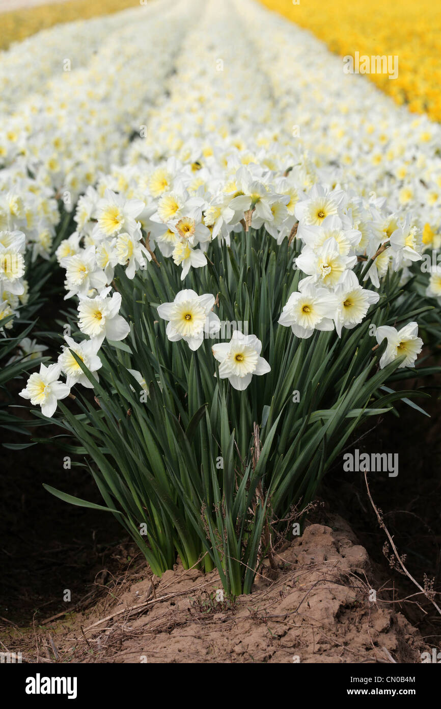 31.3.2012 Daffodils being grown on a commercial scale in the Lincolnshire Fens. Stock Photo