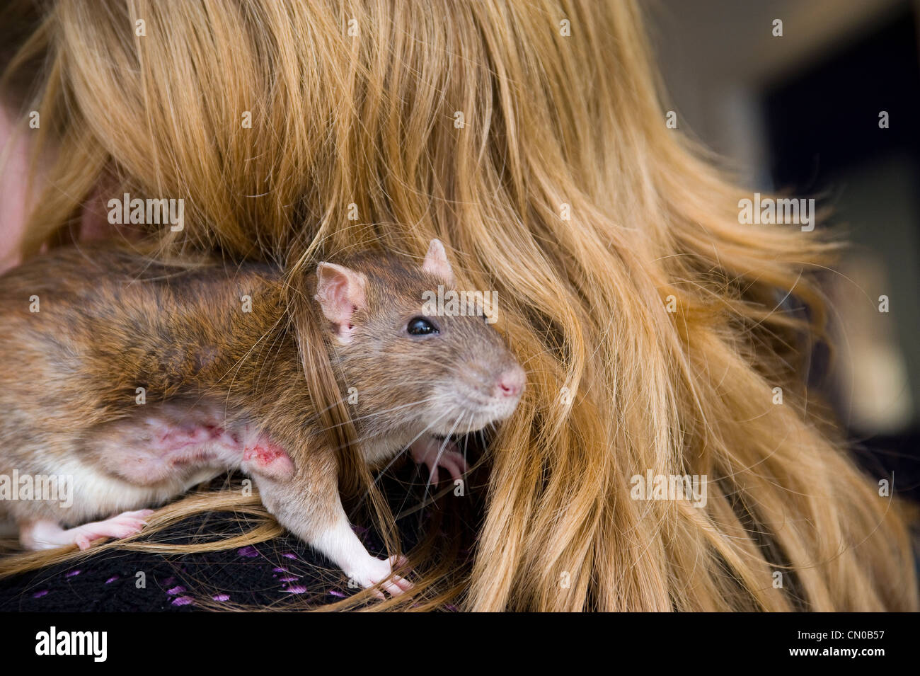 Rats veterinary clinic hires stock photography and images Alamy