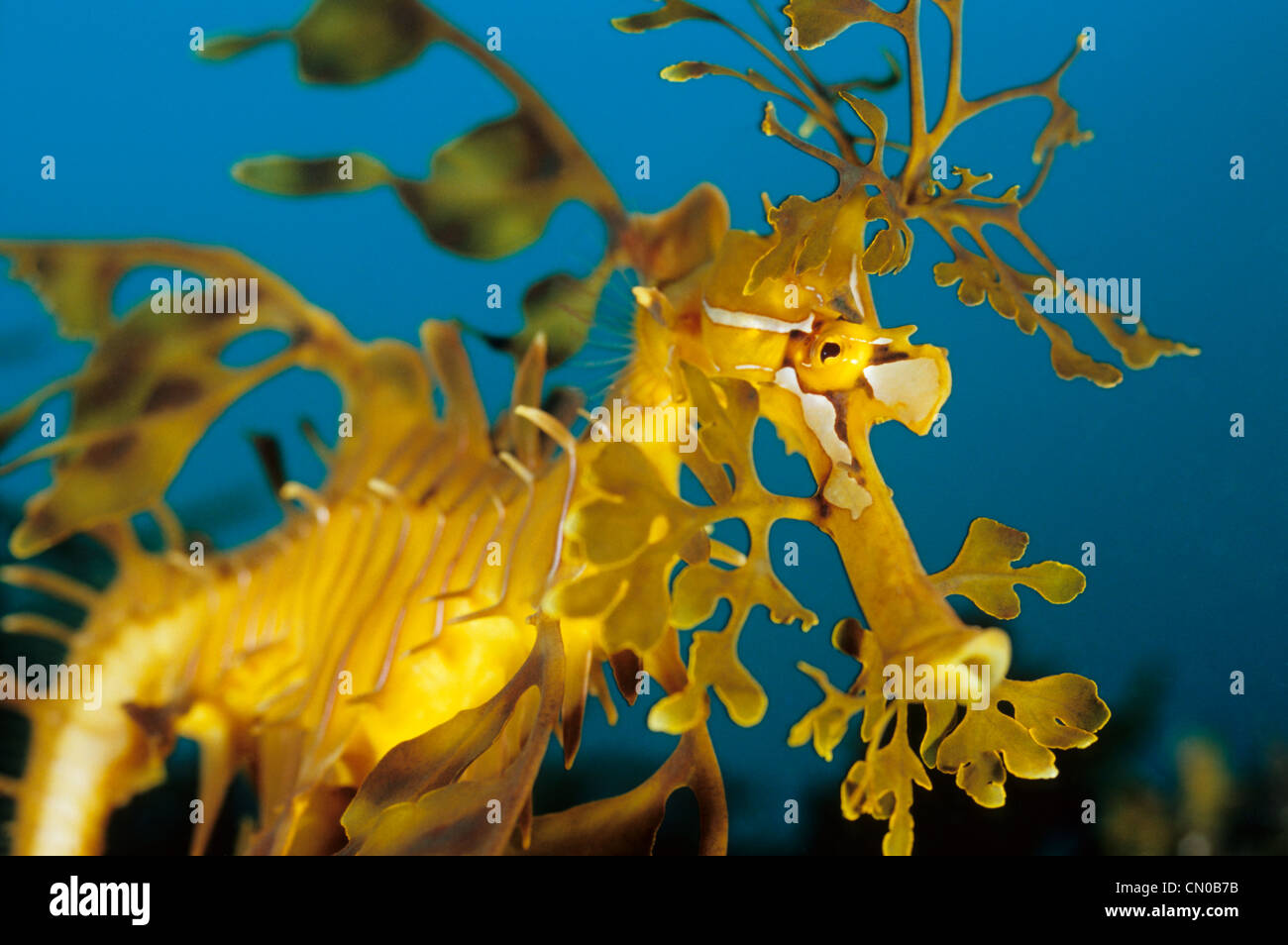 Leafy Seadragon Stock Photos Leafy Seadragon Stock Images Alamy