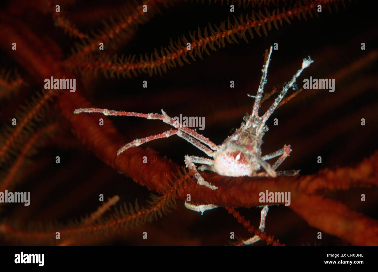 Decorator crab, Naxioides taurus, also called bull crab, from the Red Sea. It's holding on to a red sea fan. Stock Photo