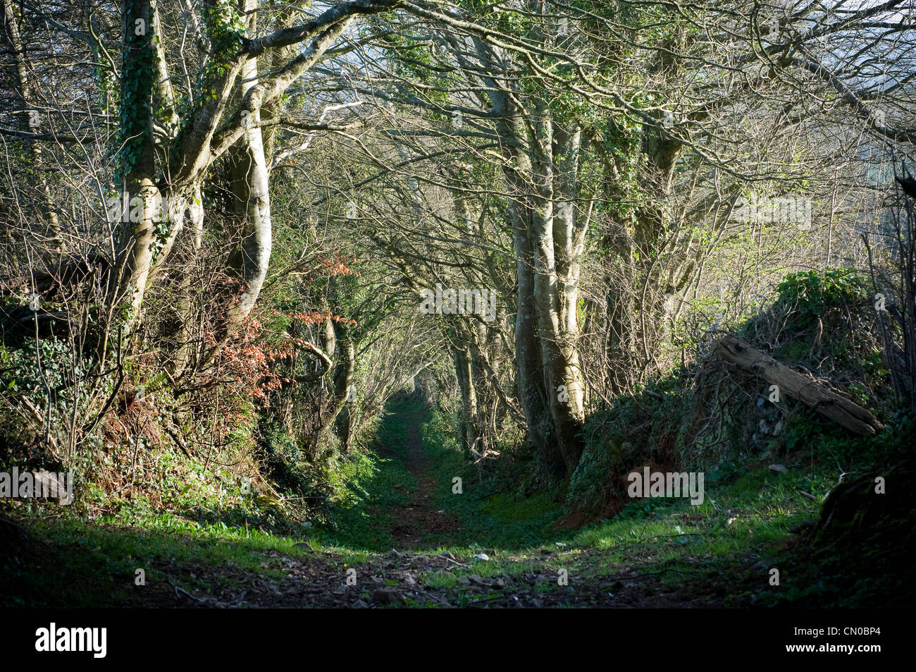 green lanes of Devon Stock Photo Alamy