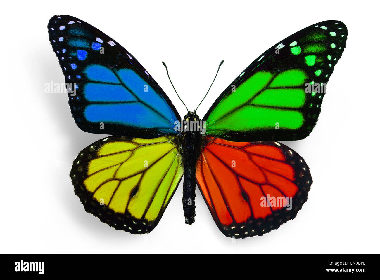 true butterfly with fantasy colours Stock Photo