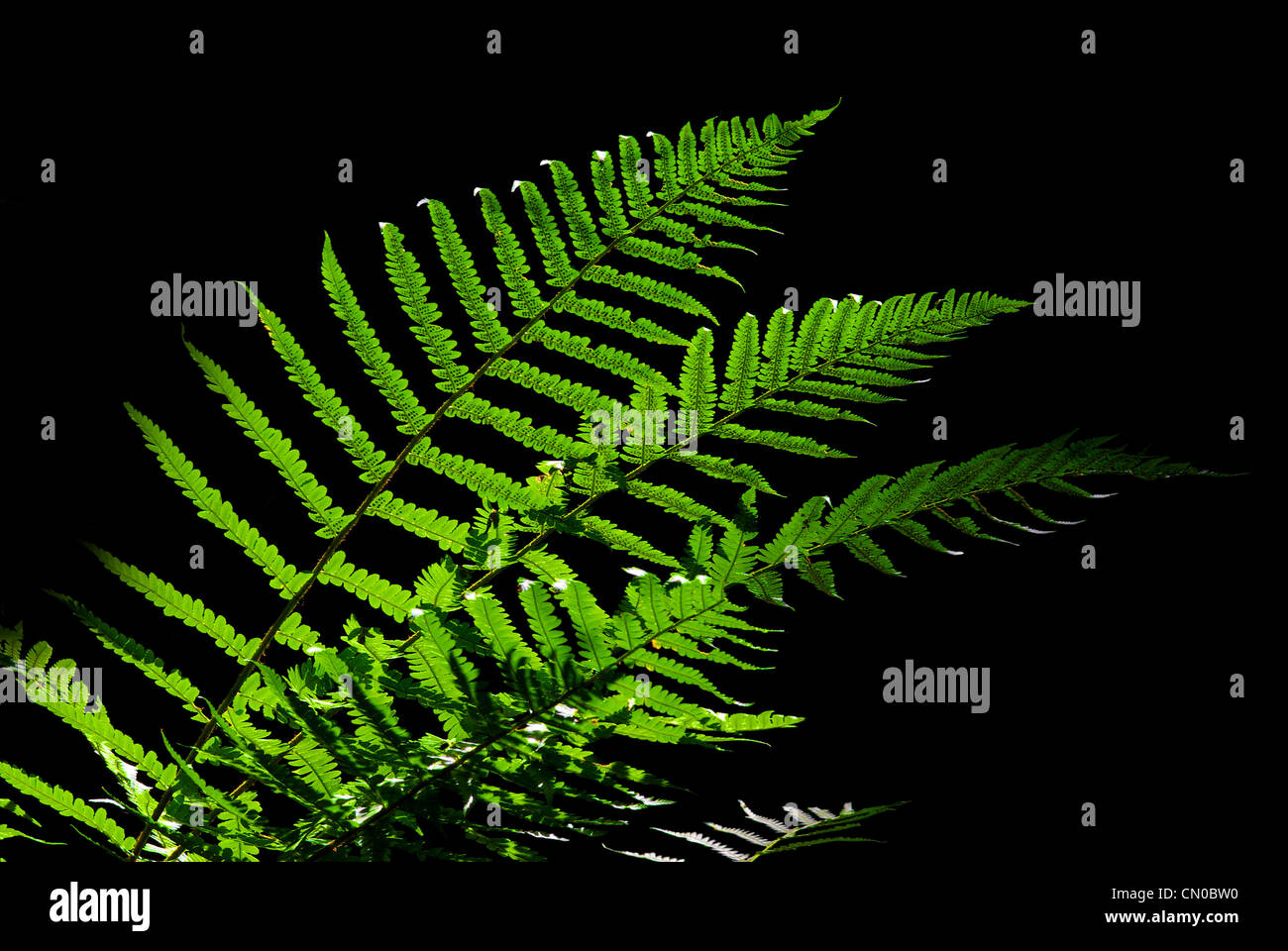 Fern leaves in a sunbeam Stock Photo