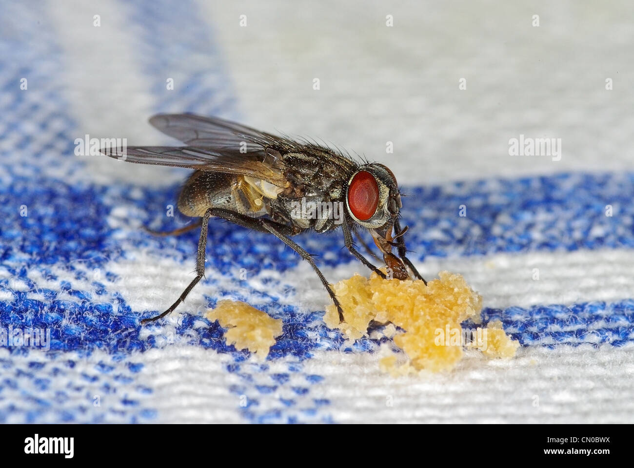 House fly (Musca domestica) sucking crubles on a table-cloth Stock Photo