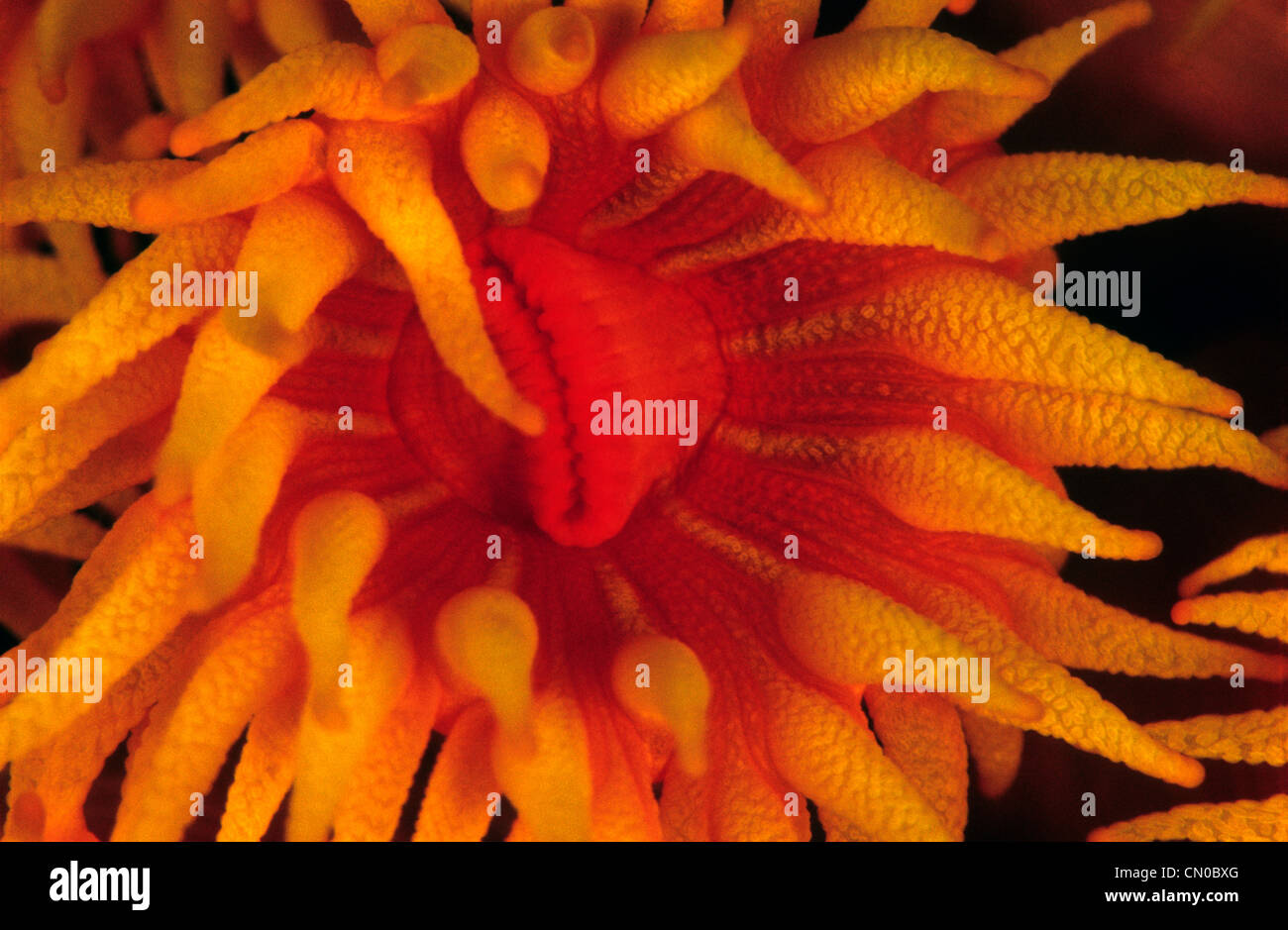 Mouth opening of Balanophyllia sp., Orange cup coral. Close up taken in the Indian Ocean. The mouth opening is closed. Stock Photo