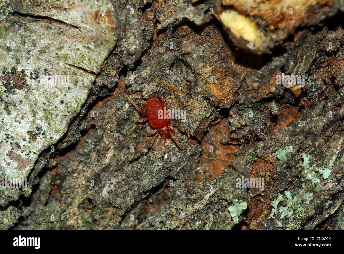 velevet mite (Trombidium holosericeum), a very small predator Stock Photo