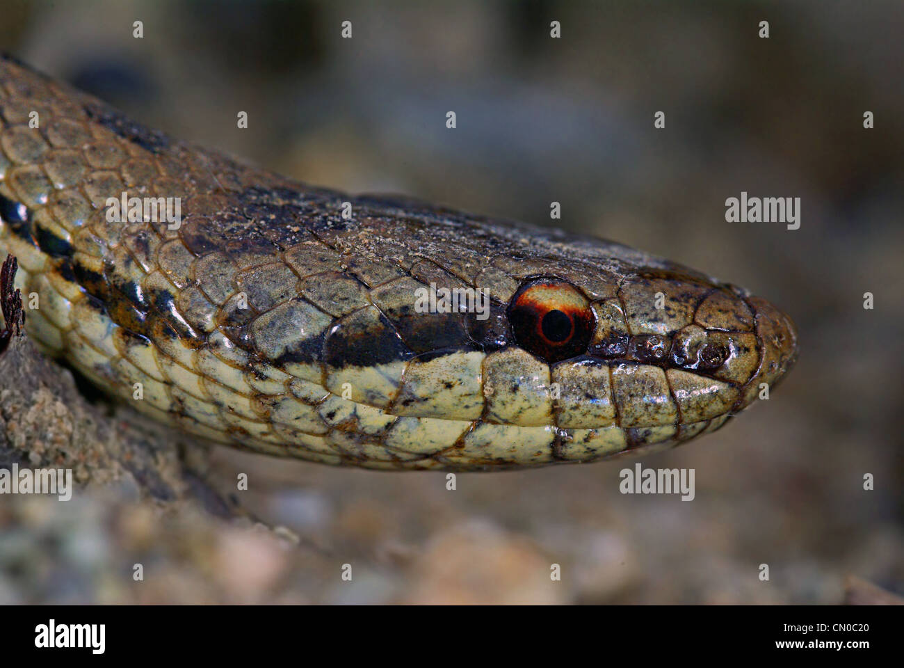 harmless smooth snake (Coronella austriaca) Stock Photo