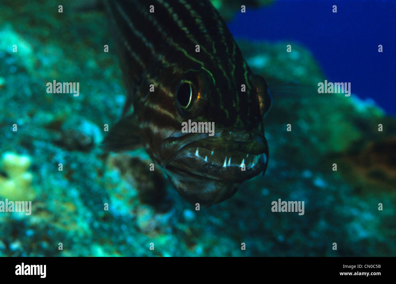 Close up shot of a Tiger Cardinalfish, Cheilodipterus macrodon with its mouth open. Stock Photo