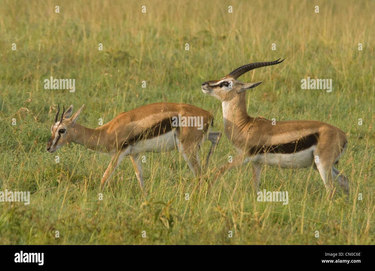 Male Thomson's gazelle pursuing female Stock Photo - Alamy