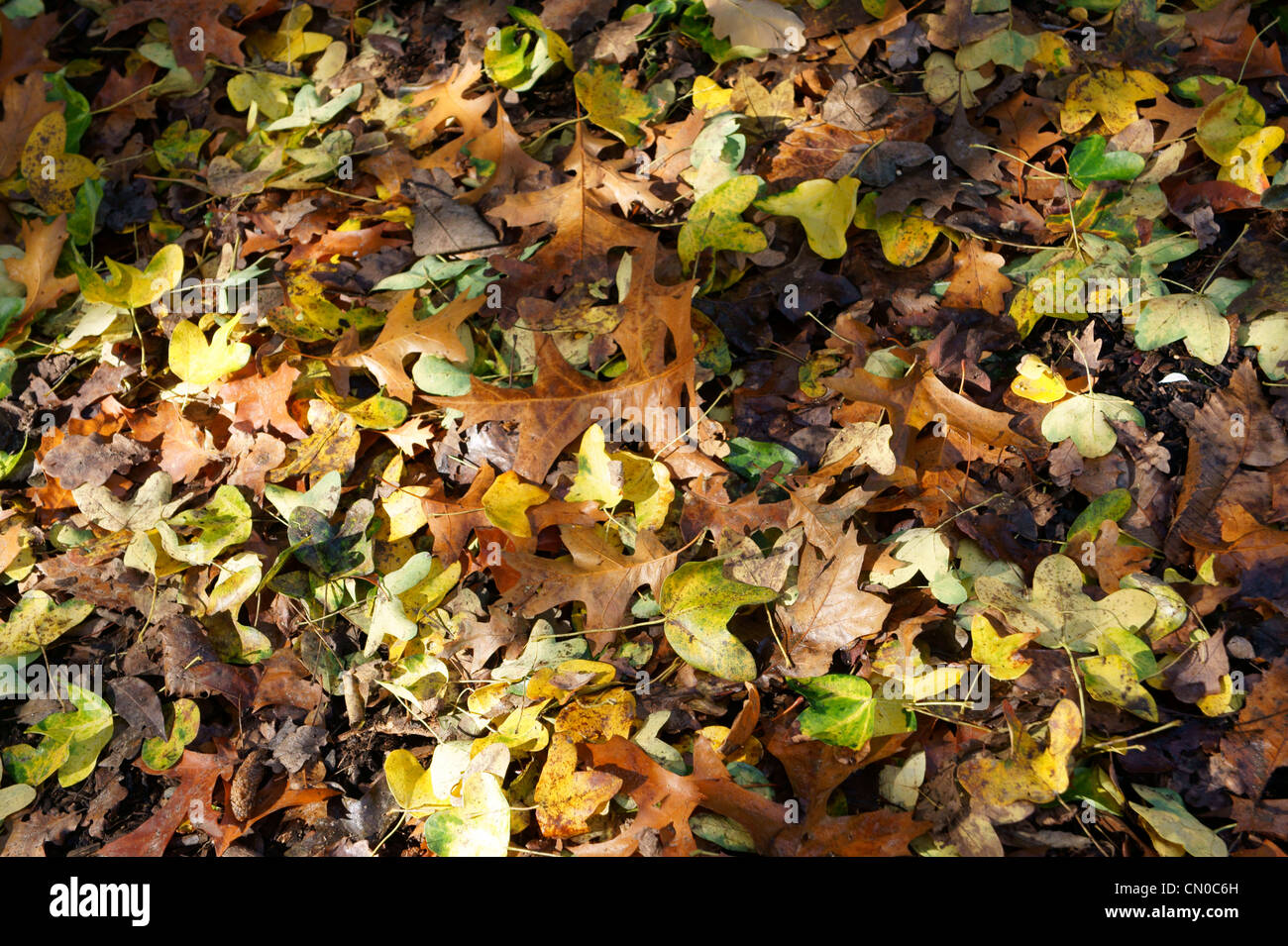 Oak Leaves Fallen on Ground in Autumn Stock Photo - Alamy