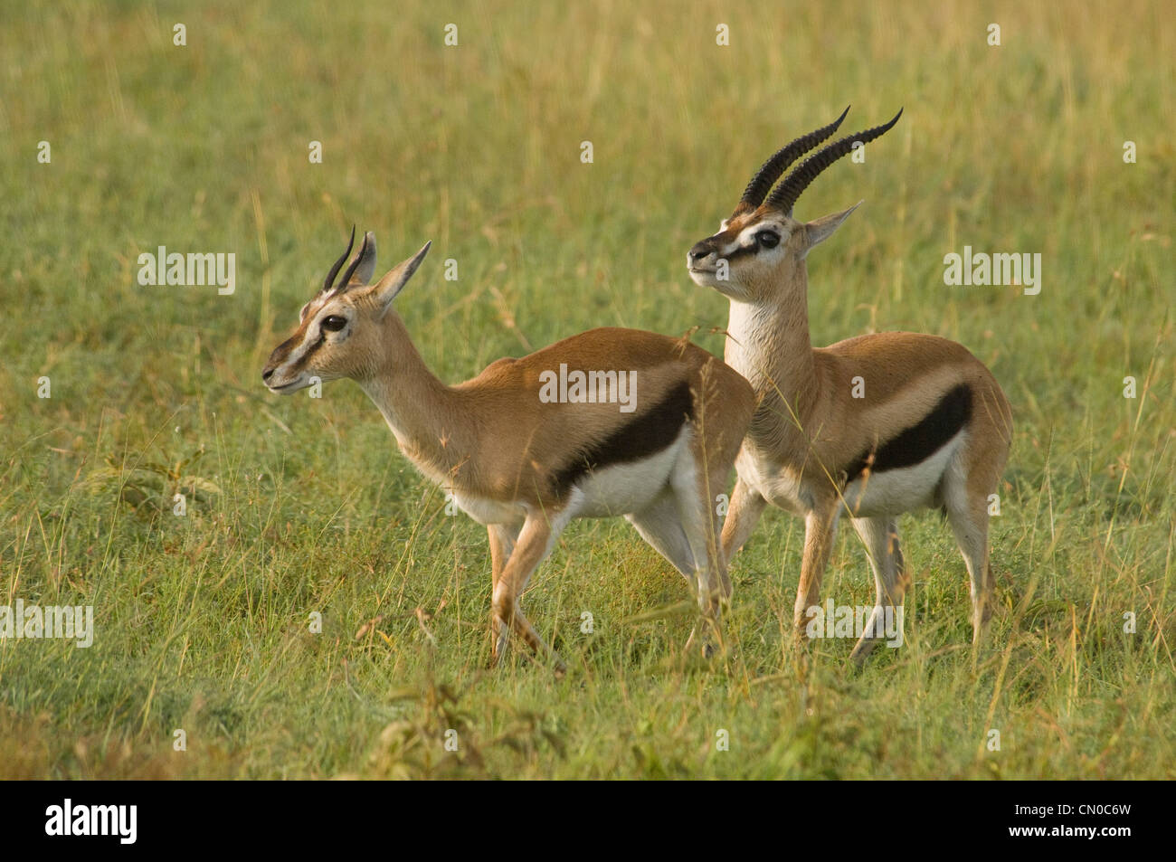 Male Thomson's gazelle pursuing female Stock Photo - Alamy