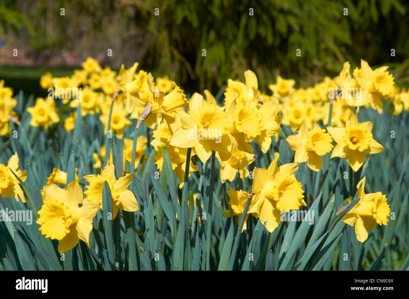 Drifts of daffodils in spring at Sir Harold Hillier Gardens, near Winchester, Hampshire, England