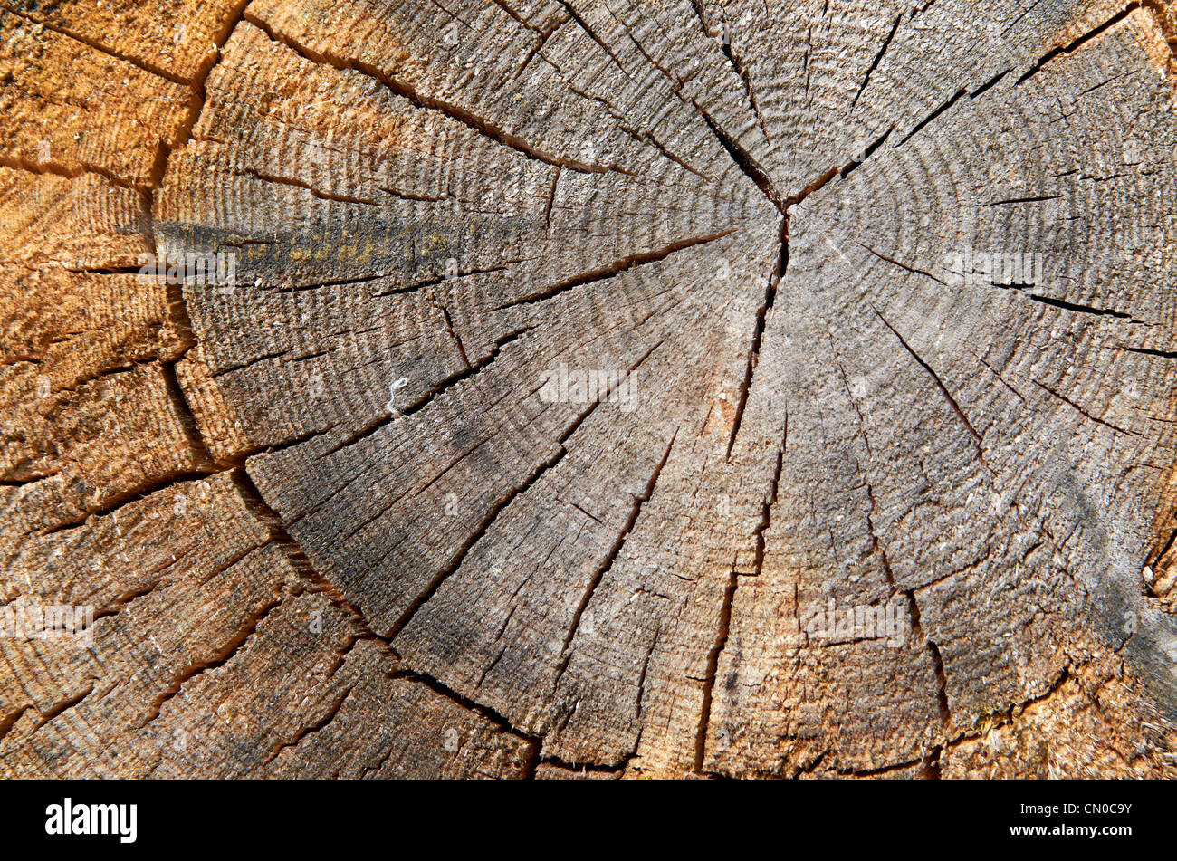 Cut logs showing end grain and annular growth rings Stock Photo - Alamy