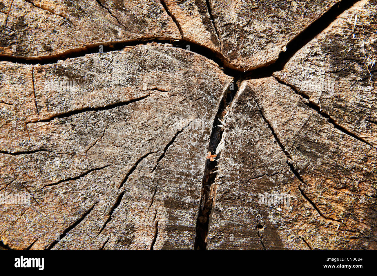 Cut logs showing end grain and annular growth rings Stock Photo - Alamy