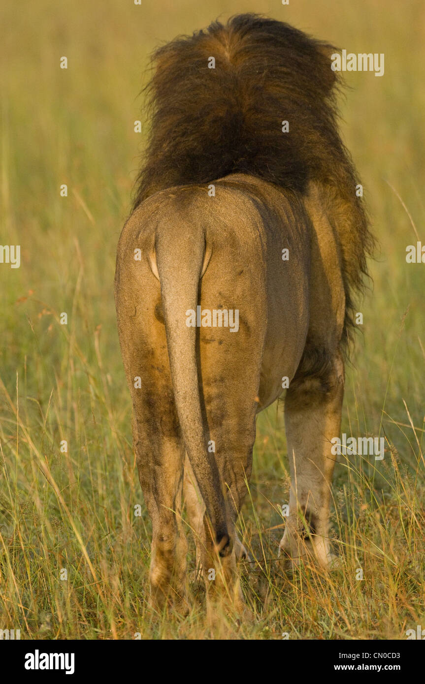 https://c8.alamy.com/comp/CN0CD3/black-maned-lion-standing-in-plains-rear-view-CN0CD3.jpg