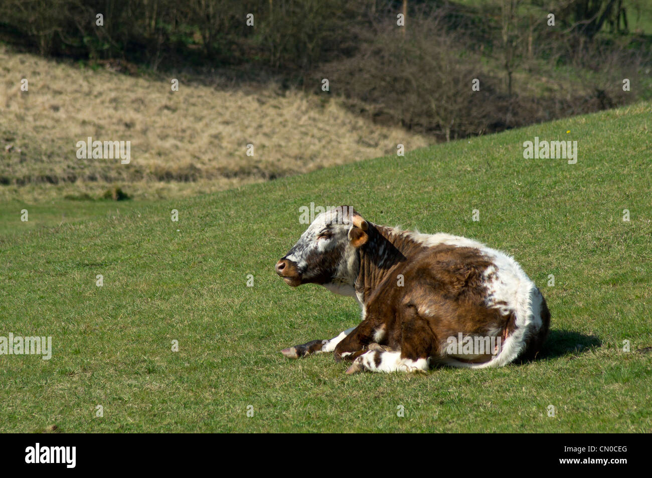 Brown cow laying down hi-res stock photography and images - Alamy
